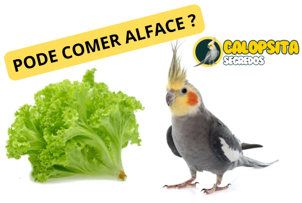 Calopsita pode comer alface ?